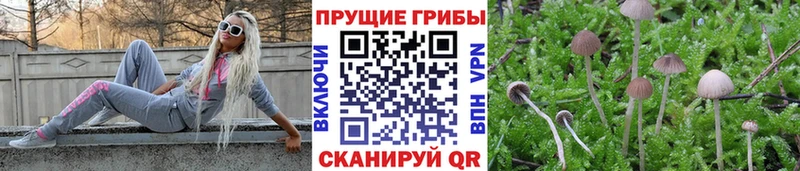 Псилоцибиновые грибы GOLDEN TEACHER Макаров